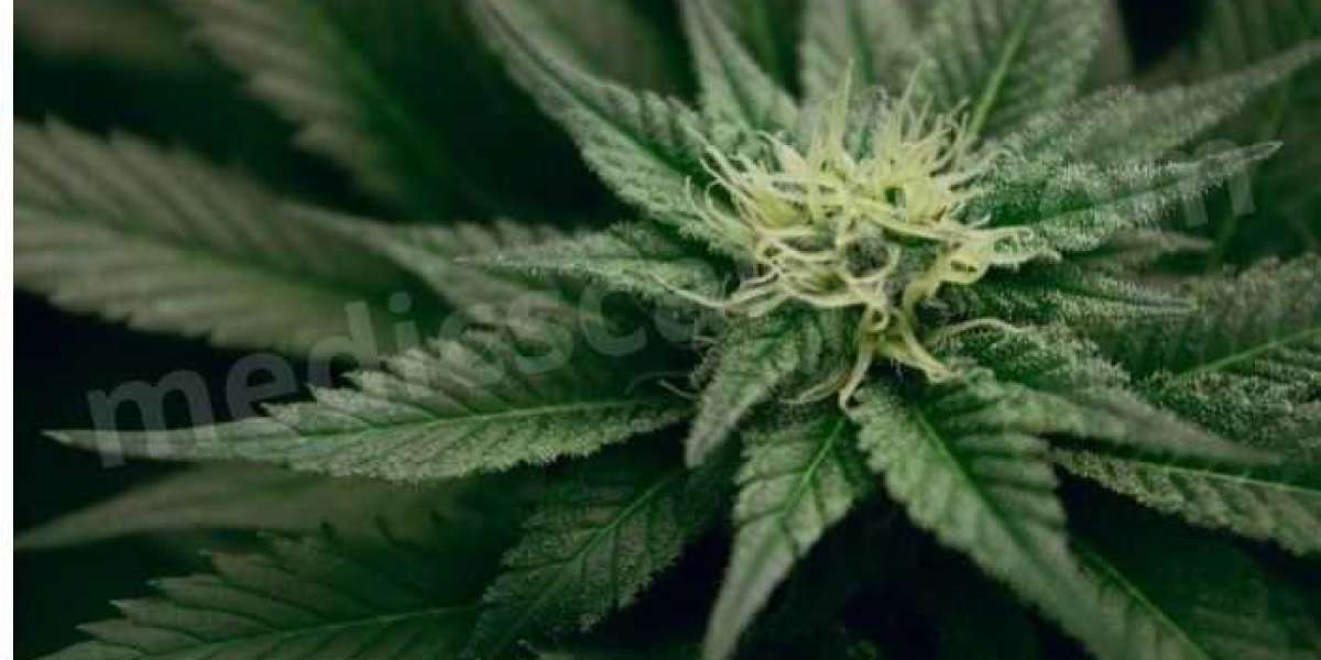 Five Advantages of Fast Flowering Cannabis Seeds