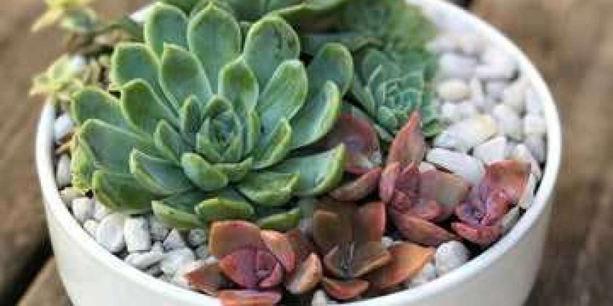 What do you need to know about succulents?