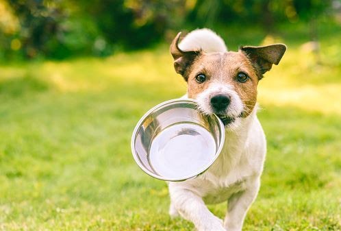 What Human Food Shouldn’t Be Used as Food for Puppies