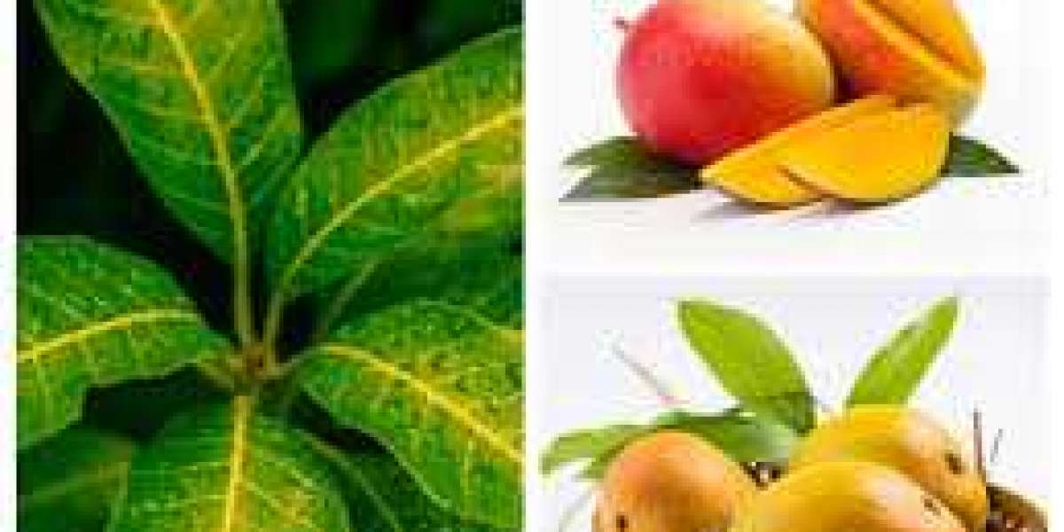 Advantages Of Mango Fruit and Leaf
