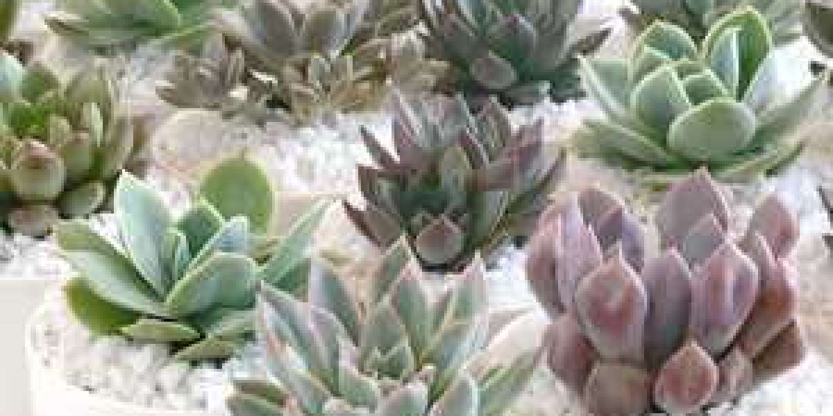 Succulent Plants Can Be Purchased Online And Arranged In A Variety Of Ways To Decorate Your Home