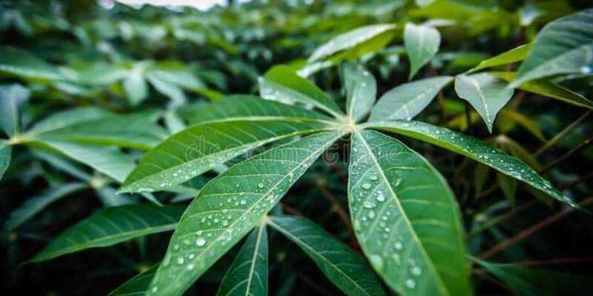 Cassava Leaf Is a Strong Security Against Gunfire