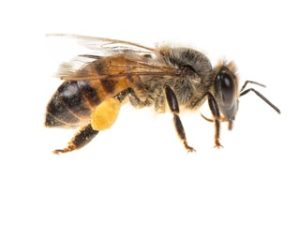 Bee Removal Melbourne | Beehive & Bee Control Melbourne