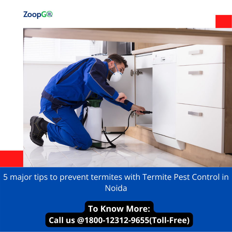 5 major tips to prevent termites with Termite Pest Control in Noida | by Jenny Kashyap | Aug, 2022 | Medium