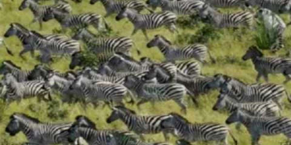 Can you spot the Tiger in this group of zebras in 15 seconds