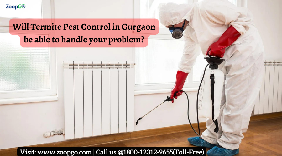 Will Termite Pest Control in Gurgaon be able to handle your problem?