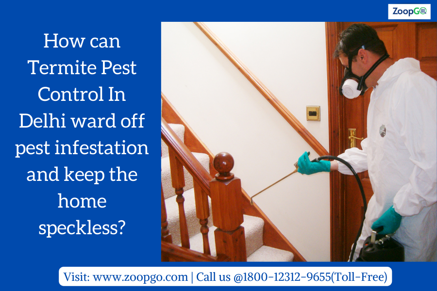 How can Termite Pest Control In Delhi ward off pest infestation and keep the home speckless? | by Jenny Kashyap | Aug, 2022 | Medium