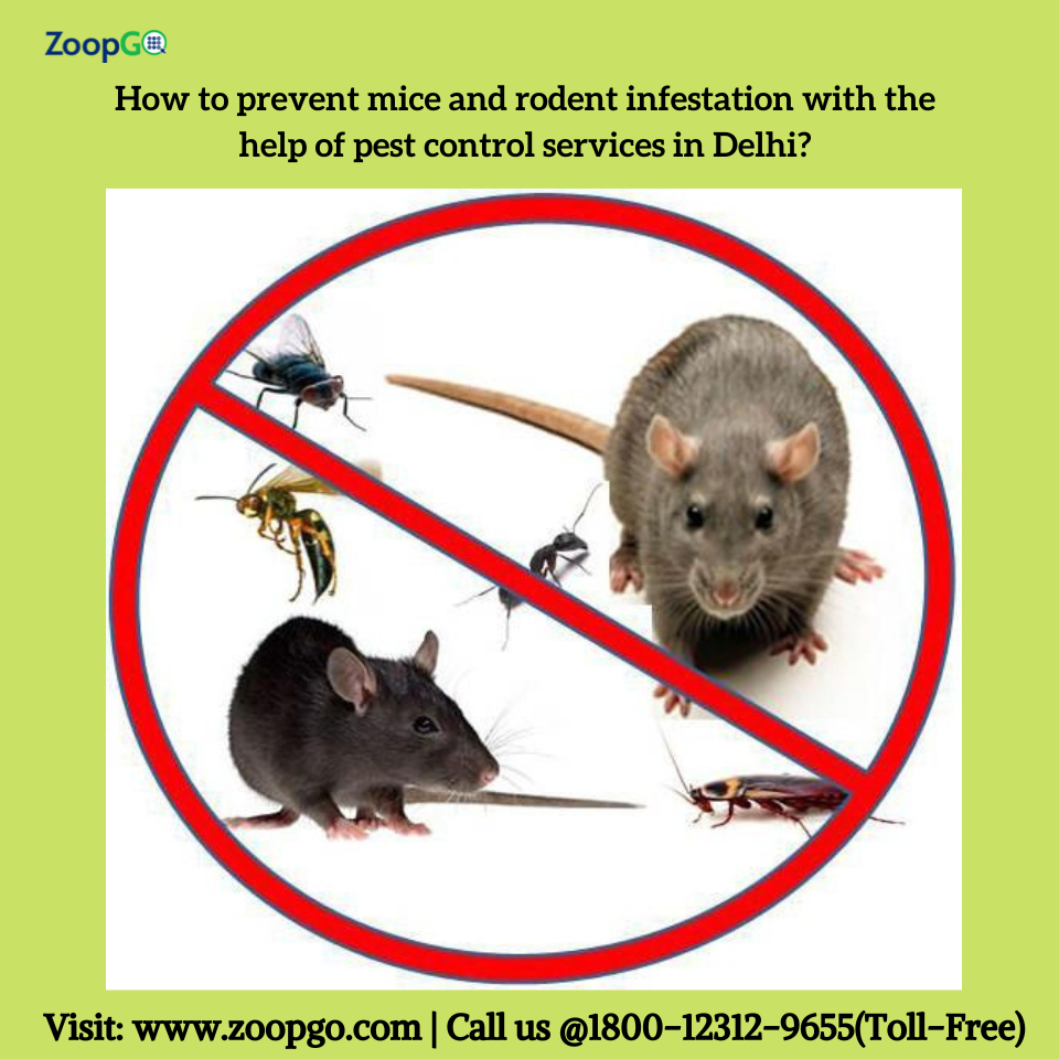 How to prevent mice and rodent infestation with the help of pest control services in Delhi? | by Jenny Kashyap | Aug, 2022 | Medium