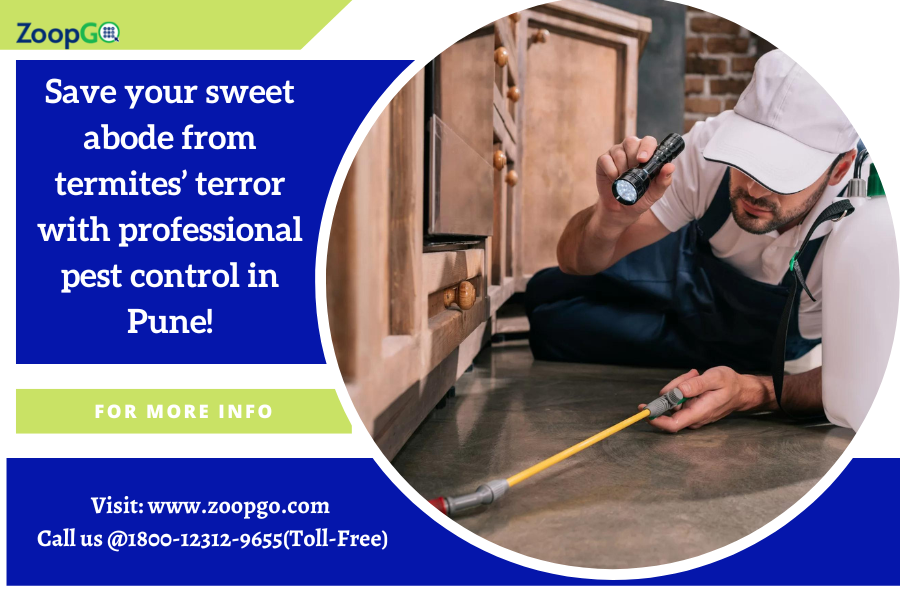 Save your sweet abode from termites’ terror with professional pest control in Pune! | by Jenny Kashyap | Aug, 2022 | Medium