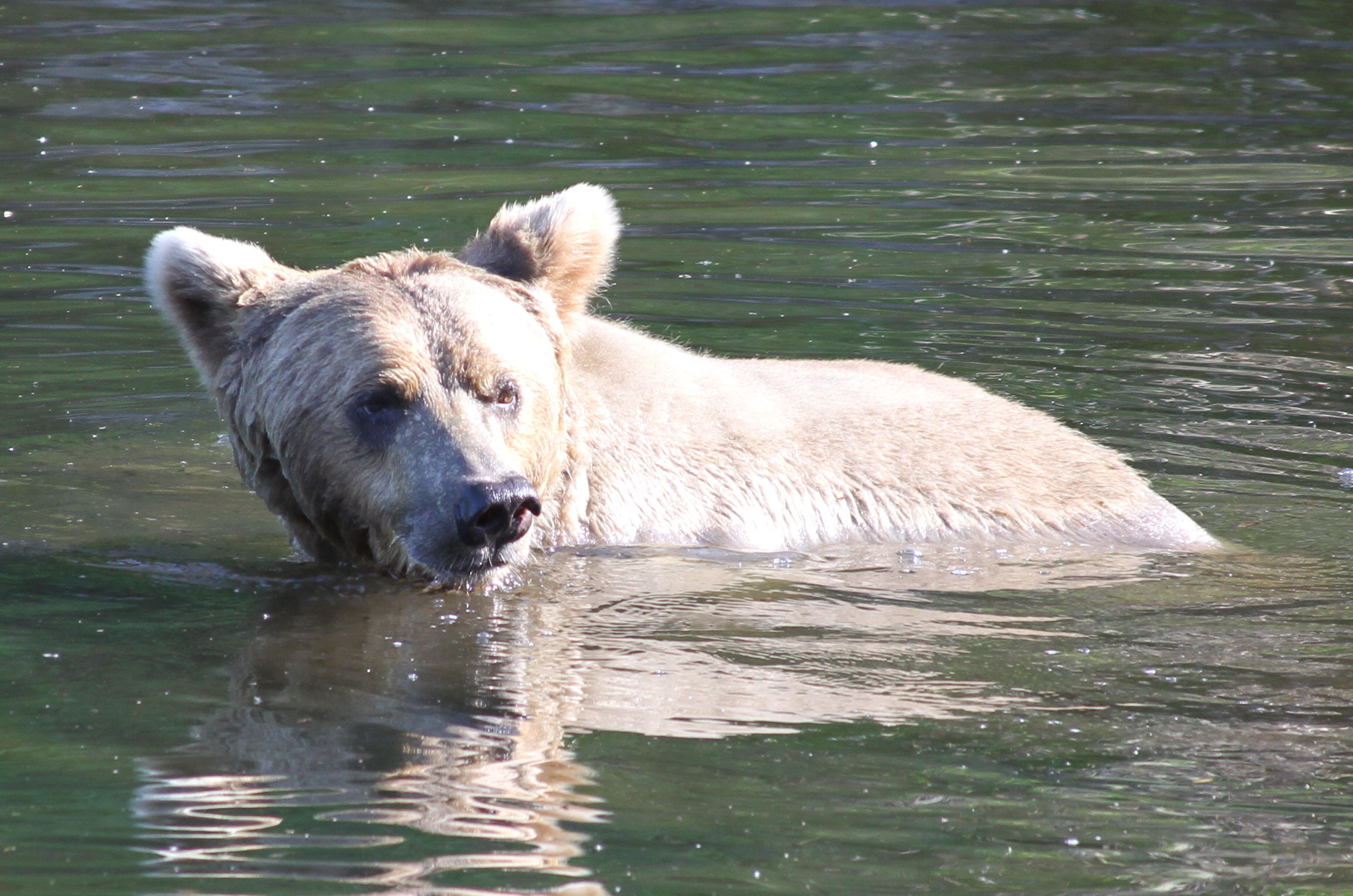 Alaskan Brown Bear Viewing and Tours | Chinitna Bay Bear Tours