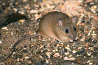 Rat Removal Dandenong | Rat, Rodent Control Dandenong