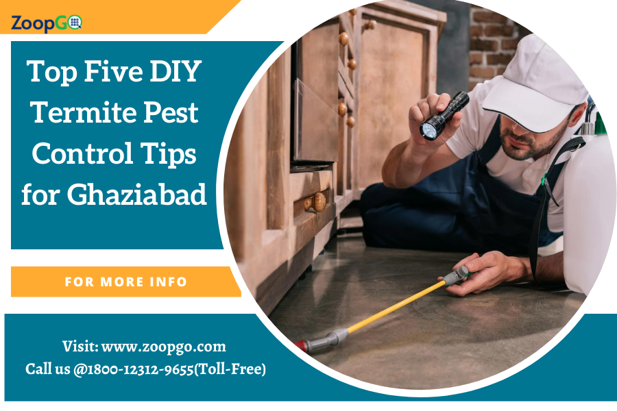 Top Five DIY Termite Pest Control Tips for Ghaziabad