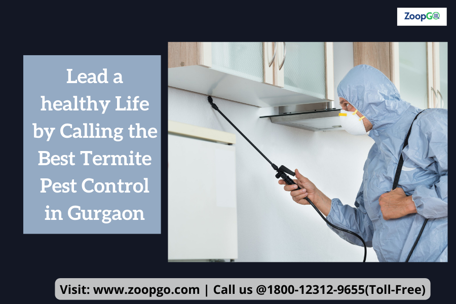 Lead a healthy Life by Calling the Best Termite Pest Control in Gurgaon