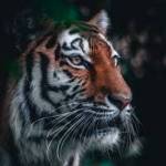 Tiger_roar