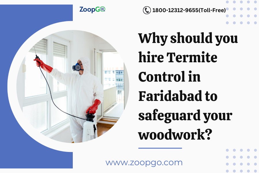 Why should you hire Termite Control in Faridabad to safeguard your woodwork?