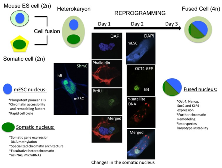 Cell Fusion Mediated Cell Reprogramming - Creative Bioarray