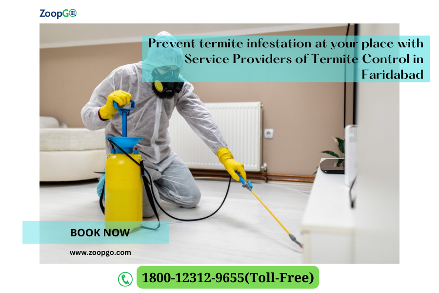 Prevent termite infestation at your place with Service Providers of Termite Control in Faridabad | by Jenny Kashyap | Oct, 2022 | Medium