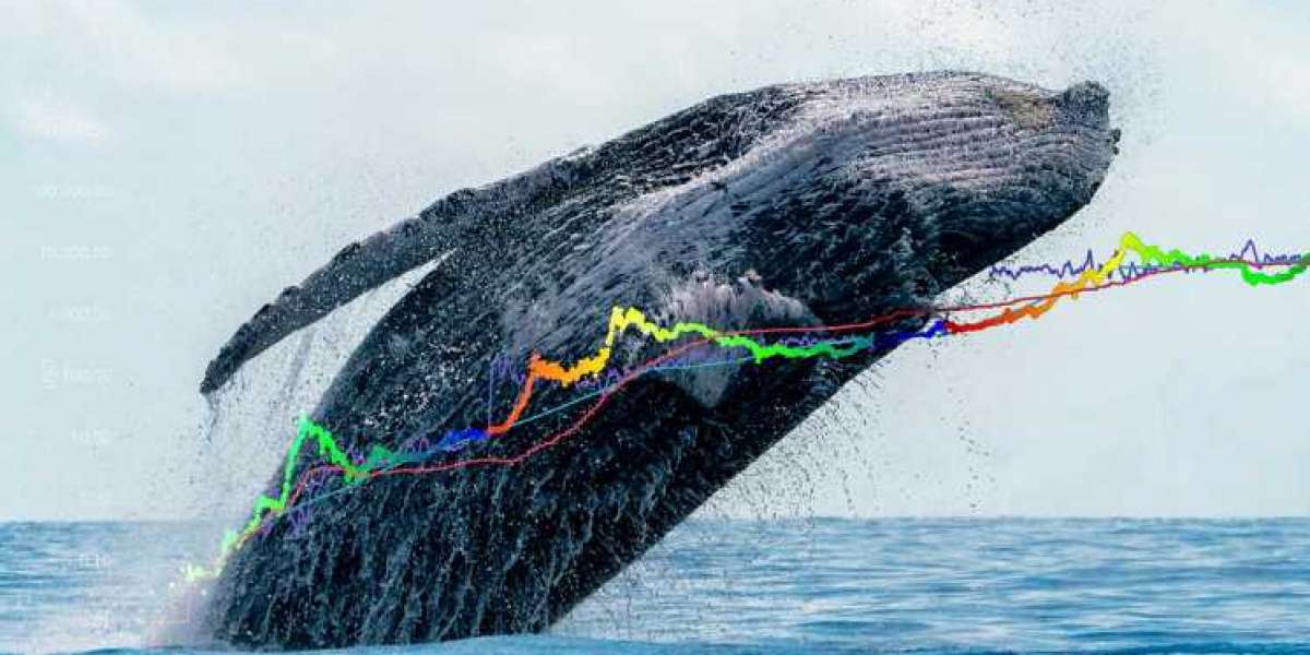 Whales, sharks, and what the last 13 days have been like