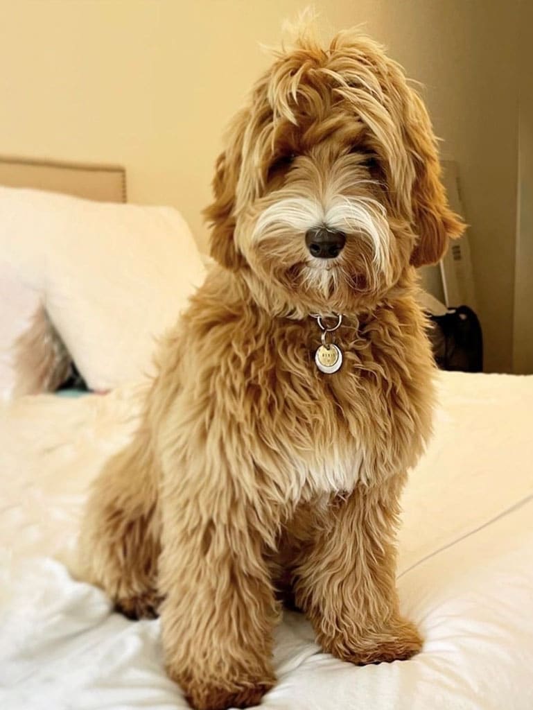 Labradoodle Dogs in New Jersey | Australian Labradoodles