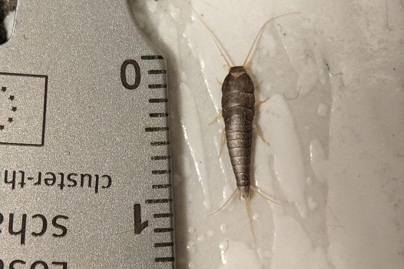 Dealing with Silverfish on Bed: Prevention and Removal Tips - Alternative Mindset