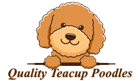 Teacup Puppies for Sale in Indiana, Ohio & Missouri | Teacup Poodle Puppies Sale
