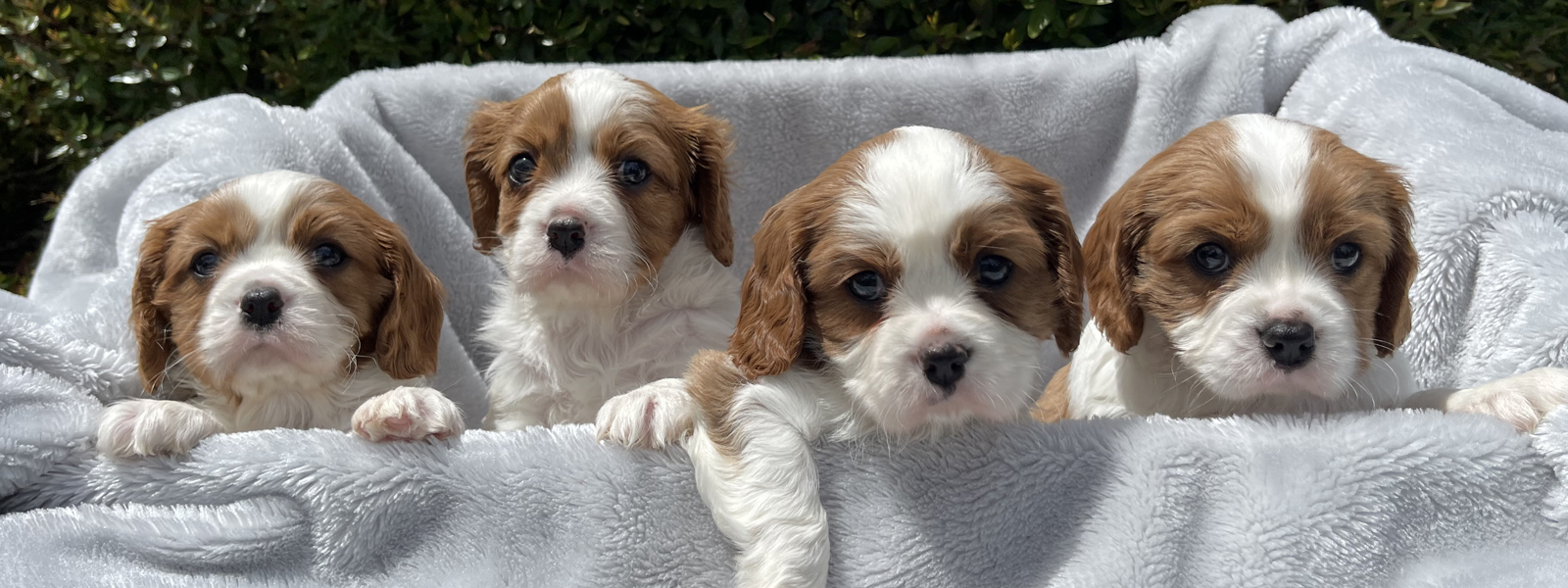 Cavalier King Charles Spaniel Puppies for Sale Melbourne