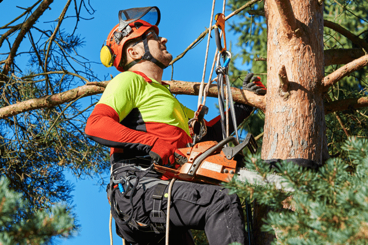 Tree Loppers Sydney | #1 Local Tree Lopping Near Me | SydneySide Tree Services