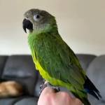 macaws for sale near me