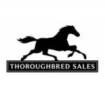 Thoroughbred Sales